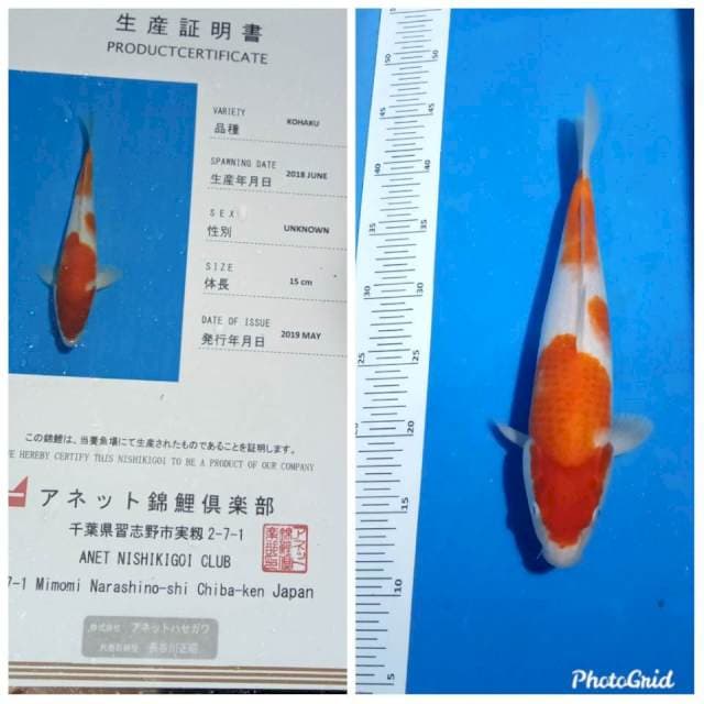 Kohaku import lengkap serty