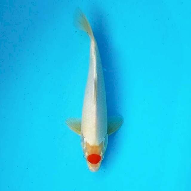a. Tancho || 28 cm