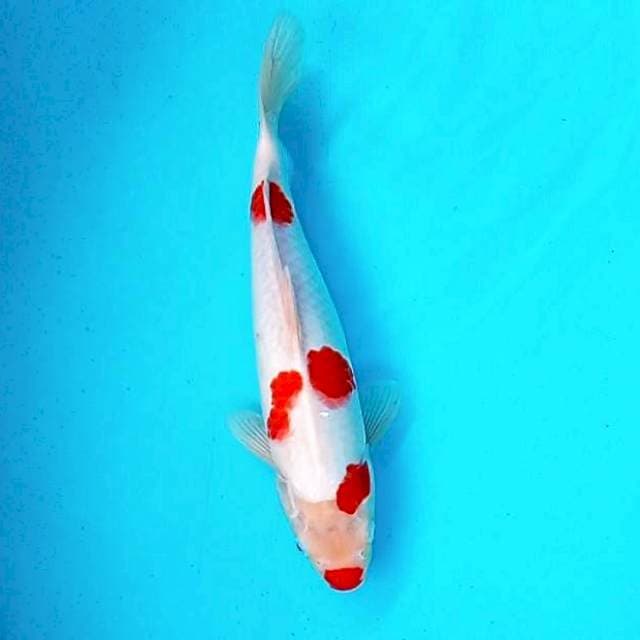 b. Kohaku || 34 cm