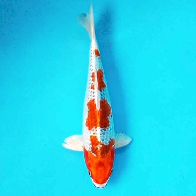 c. Kujaku || 28 cm