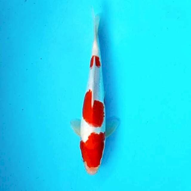 d. Kohaku || 26 cm