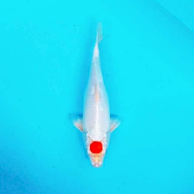 i. Tancho Hikari || 28 cm