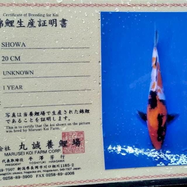 Showa import marusei