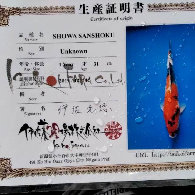 Showa import isa