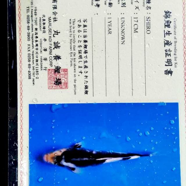 Shiro import marusei