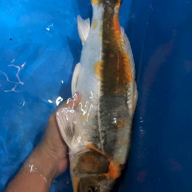 Kiko 40 CM