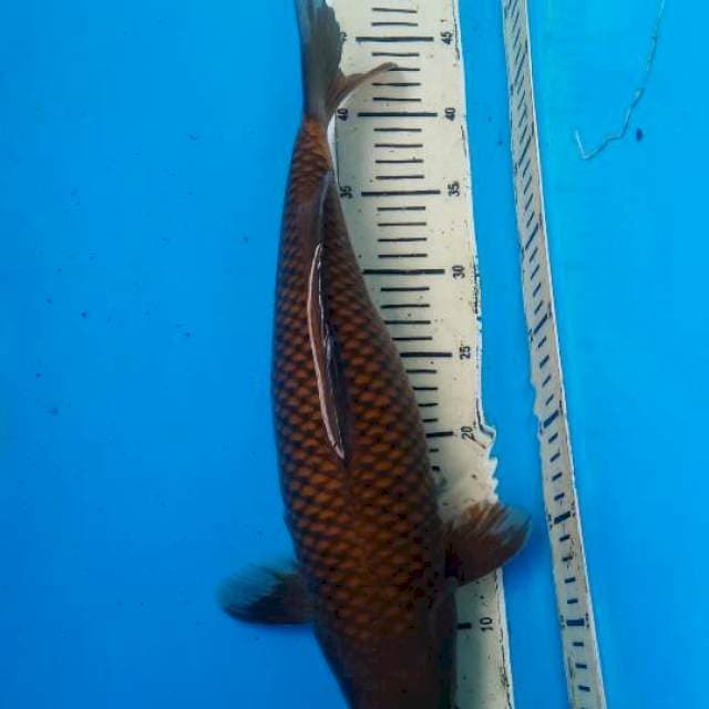 Tembaga 43CM