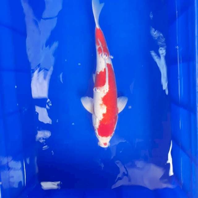 Kohaku Hikari Jantan