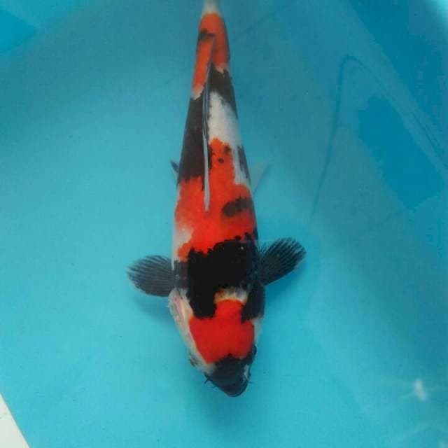 20 cm showa kepala cacat kayak moster