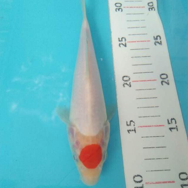 Tanco 19 cm orijinal