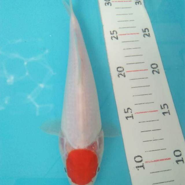 Tanco 20 cm bu