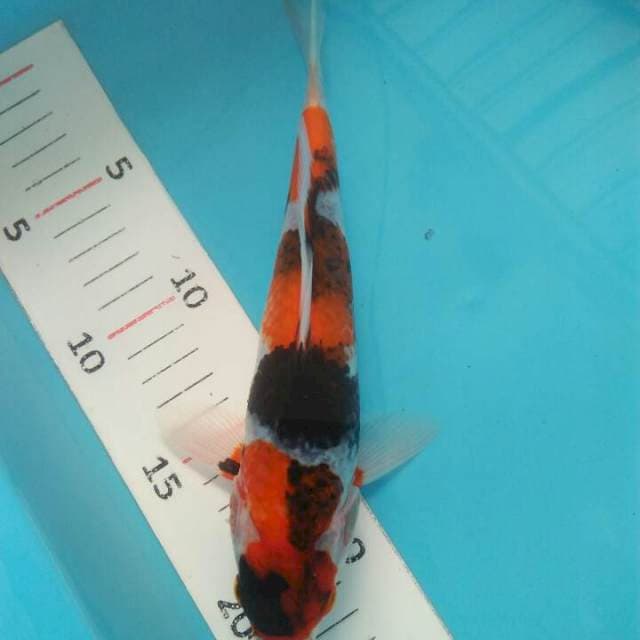 Showa 25 cm apa adanya