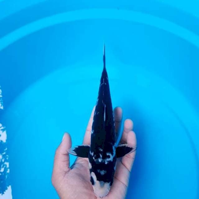 kumonryu 22cm