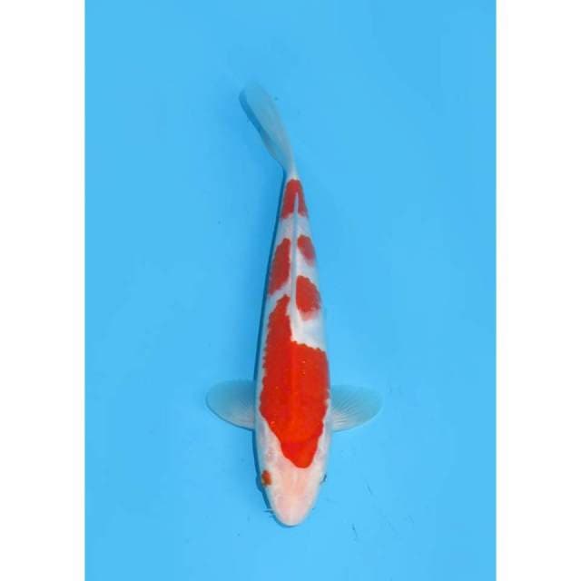 HQ Kohaku Tosai - 24cm Male
