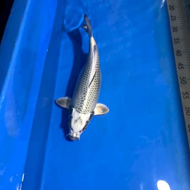 Mukashi Ogon