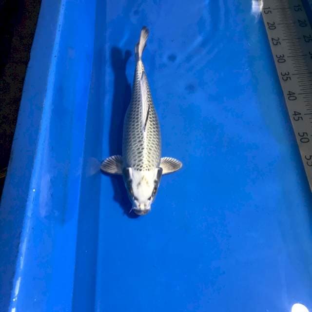 Mukashi Ogon