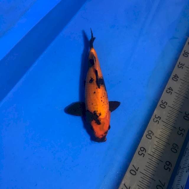 Hi Utsuri F1 Jumbo