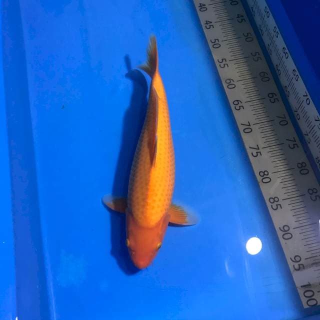 Benigoi F1 Jumbo