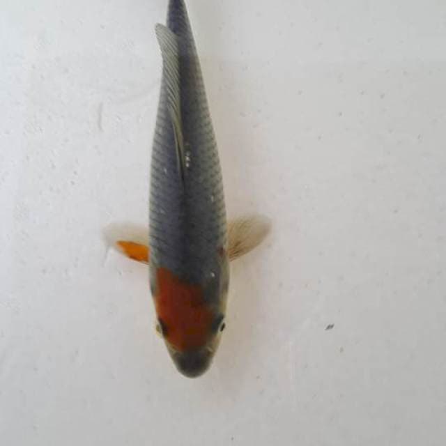 tc ociba 15cm