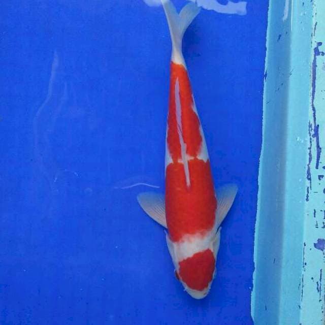 MALE 30cm. sandan original
