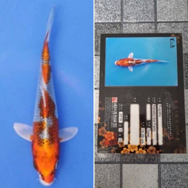 Kaneko kujaku 18cm serti