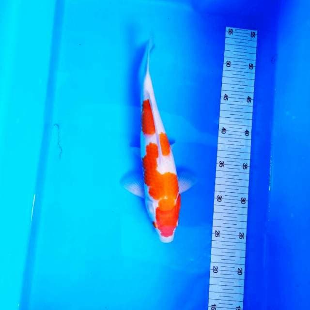 NJK - KOHAKU ORIGINAL