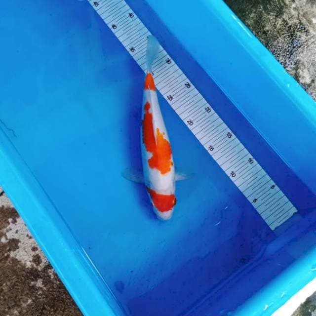 NJK - KOHAKU ORIGINAL