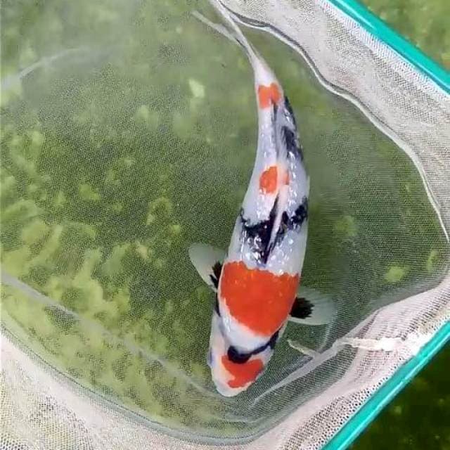 Ginrin Showa 20cm Male
