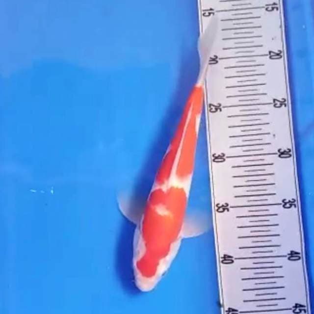 Kohaku 27cm