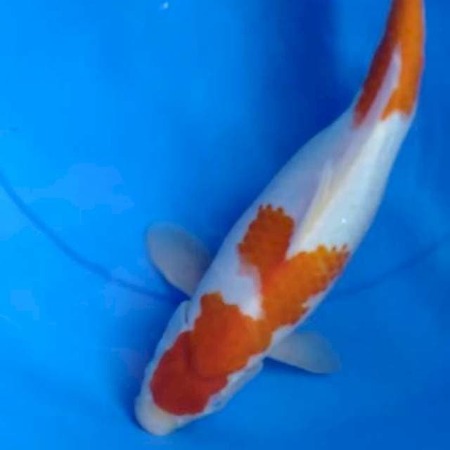 Kohaku