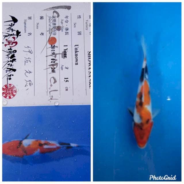 Showa isa tosai