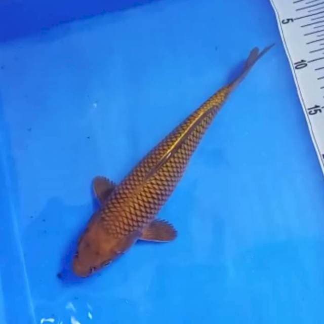 Cha tembaga 28cm