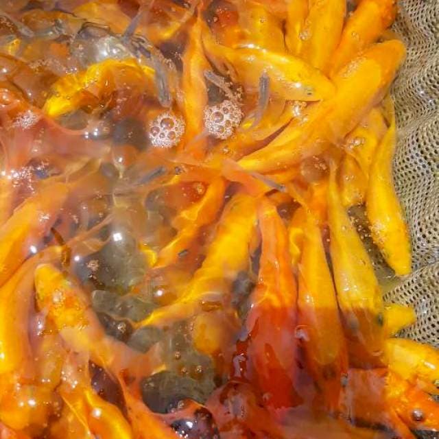 25 karasi 15 bu
