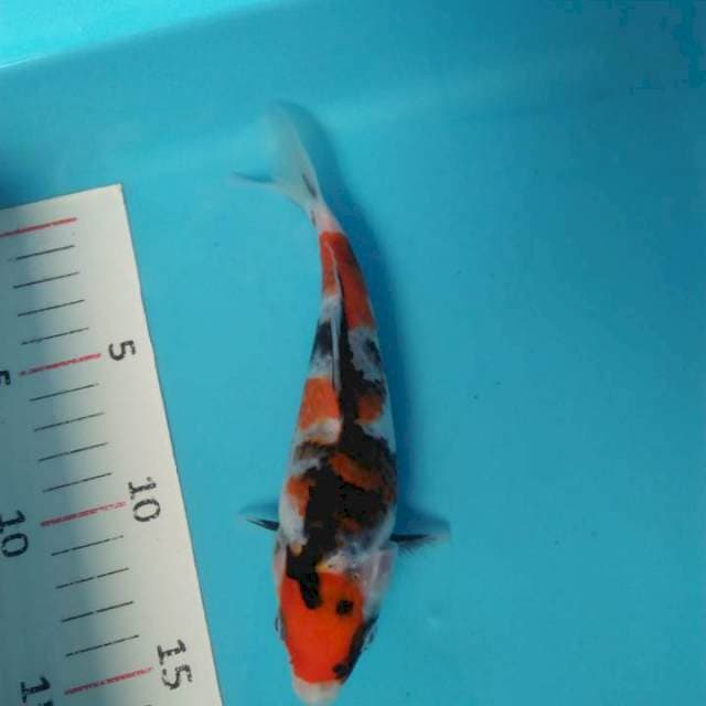 Showa siip 20cm mening