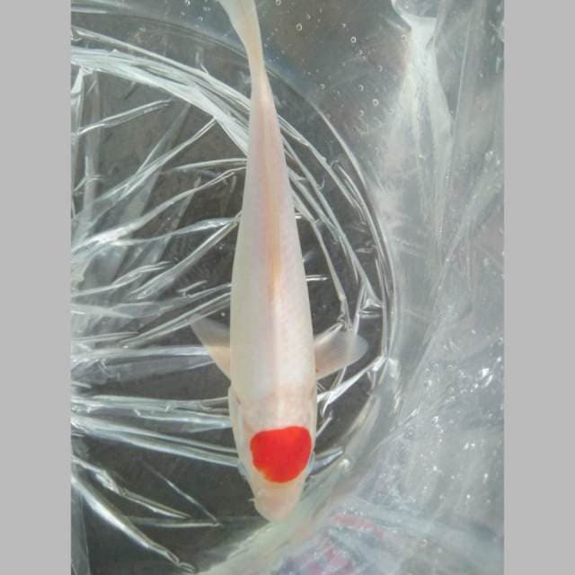 Tancho kohaku 30cm siip