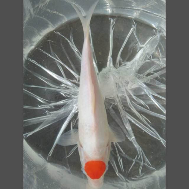 Tancho kohaku 27cm siip
