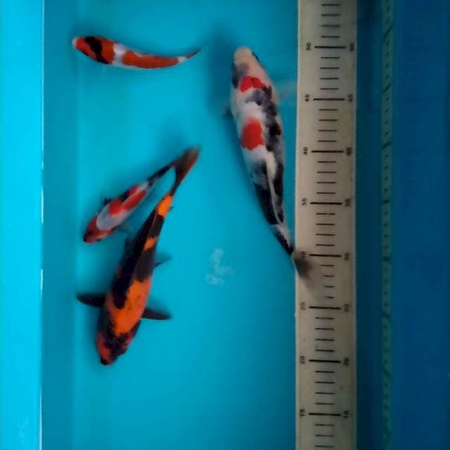 Showa n Hi Utsuri, 18, 22 dan 25 cm