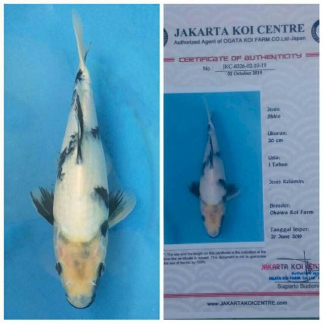 Okawa Tategoi Shiro Prospek..!!