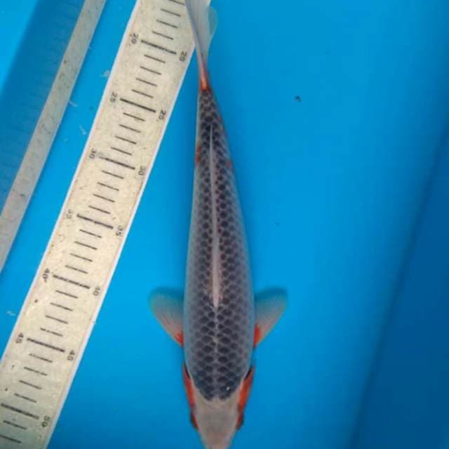 Asagi 34cm