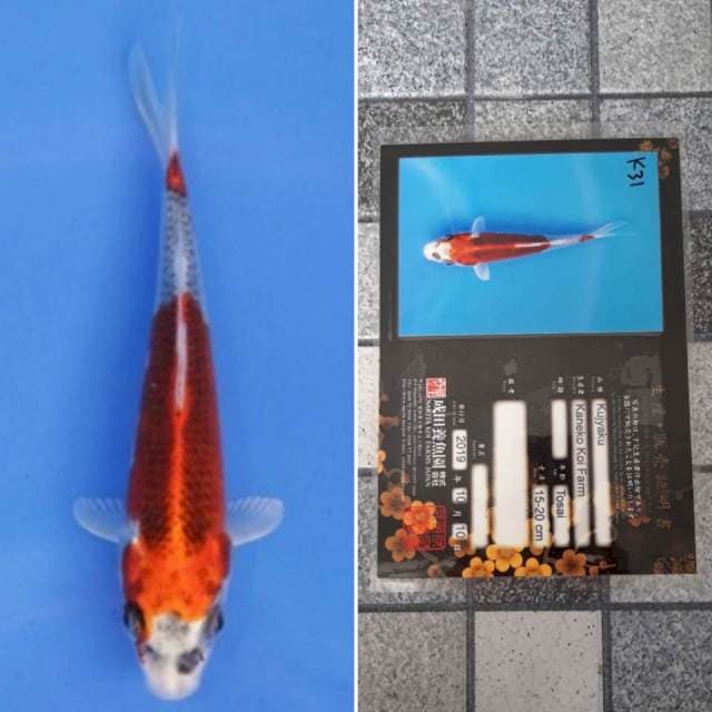 Kaneko kujaku 18cm serti