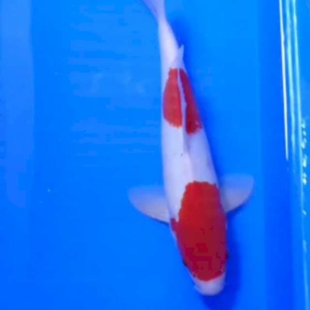 KOHAKU 2 STEP