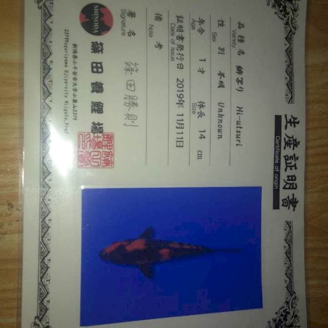 Hi Utsuri (Shinoda) 14cm. import dan Sertifikat