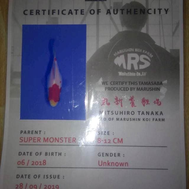 Tamasaba Kohaku (Marushin)10-12cm. Import dan Sertifikat