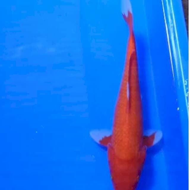 AkaHajiro merah