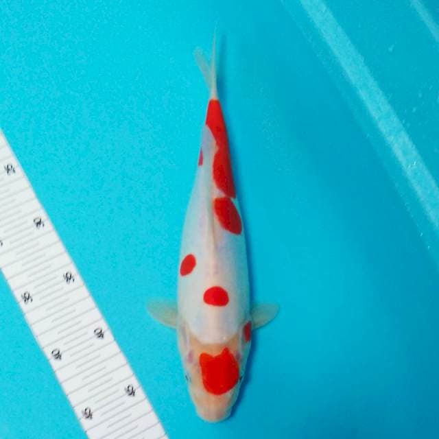 Kohaku doitsu 30cm