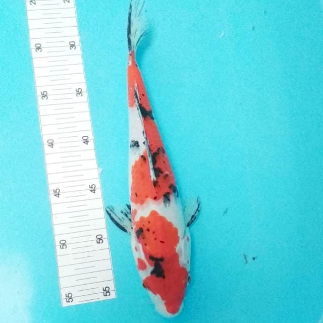 Sanke 30cm