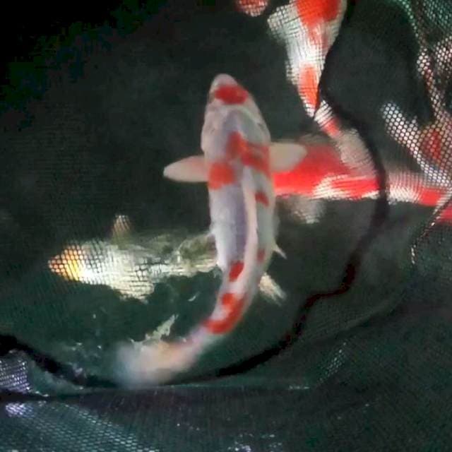 29cm. Maruten kujaku