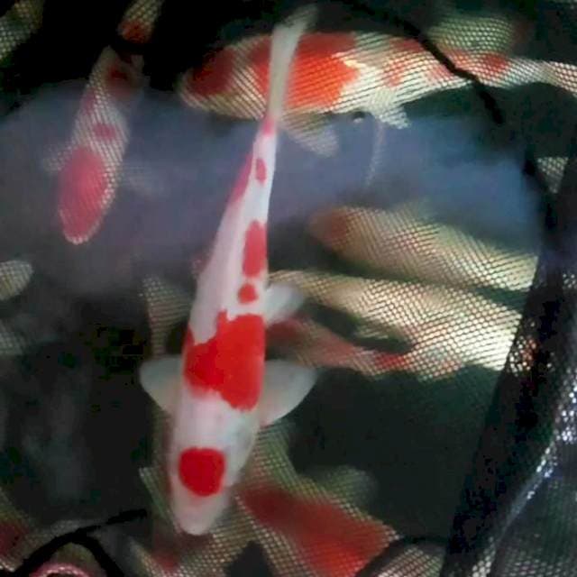 28cm. Maruten Kohaku