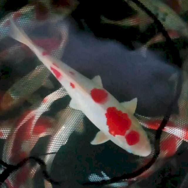 34cm. Sakura