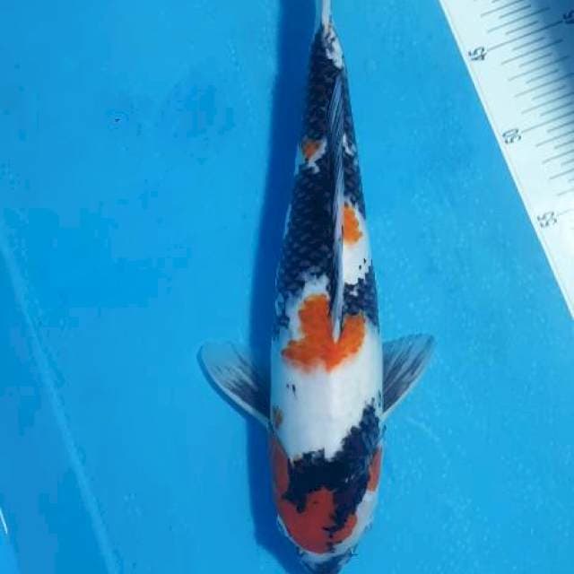 Showa 37 male